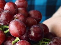 To je grozd! Vinova loza Mijata Stanišića daje grozdove duge do 60 cm i teške do 4 kg