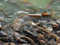 Suša u ribnjacima - umjesto mlađi, šetaju ptice