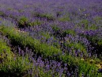 Uzgoj lavande bitno se razlikuje od pšenice ili kukuruza - u sezoni svaki dan ima posla