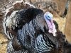 Budućnost uzgoja zagorskih purana