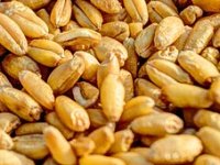 Cijene pšenice naglo skočile nakon što je Rusija zaprijetila brodovima u Crnom moru