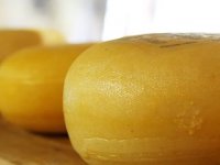 Šampionska titula u Poreču podoljskom siru “Baranjsko zlato”