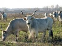 Ugrožena populacija Slavonsko-srijemskog podolca, trenutno imamo svega 200 krava