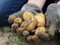 Cvjeta online trgovina: Popis mogućnosti dostave namirnica sve je veći
