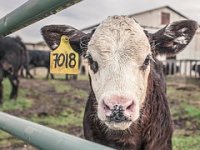 Mario Živković: Cijena stočne hrane je sve viša pa je priprema kvalitetne silaže još važnija