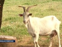 Spasili gotovo izumrlu istarsku kozu: Ona nije samo simbol na grbu, već živi svjedok naše povijesti