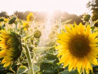 Od 9,5 tisuća proizvođača suncokreta, samo njih pet uzgaja ga na više od 500 hektara