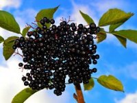 OPG Lagator okrenuo se eko proizvodnji, a imaju i med s aronijom