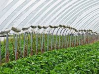 Špinat je najlakša kultura za plastenik: Potrebno je samo malo vode i sunca