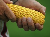 Proizvodnja kukuruza skočila 73 posto