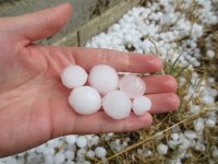 Tuča ogolila vinograde: Oštećeno do 100 ha nasada Iločkih podruma