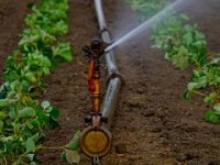 Povrće iz slavonskih plastenika najviše ide u izvoz za Njemačku