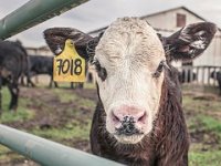 Na vrijeme prepoznali da se od mlijeka ne da živjeti, prodaja teladi omogućila je OPG Vrbanić solidan život od vlastitog rada