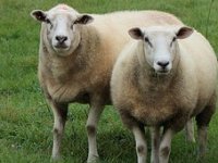 Otvoren natječaj vrijedan 32 mil. €: Evo koliko možete dobiti za krave, svinje, ovce i koze