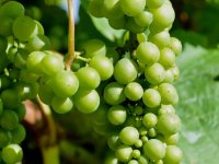 Objavljena dva natječaja iz Vinske omotnice