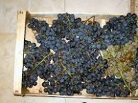 Otvara se prvi hrvatski muzej vinogradarstva i vinarstva!