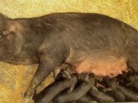 Autohtone pasmine svinja, stare sorte kukuruza i eko lijeska recept su za uspjeh Maria Juretića