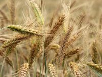 Ječam je posebna, dobra hrvatska priča