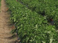 Kako do novog automobila preko natječaja iz Strateškog plana ZPP-a?