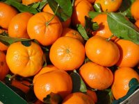 Virus spašava Neretvu: počela berba mandarina, voćari očekuju odličnu sezonu upravo zbog korone