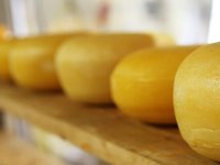 Mljekari i sirari petu godinu rade s dobiti, gubitaš jedino Meggle