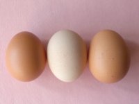 Vinkovački OPG-ovci se udružili i u grad postavili samouslužni hladnjak; evo čime ga pune i koliko koštaju domaći proizvodi