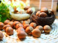 Ima li uzgoj lijeske budućnost i kako zaraditi na lješnjaku?