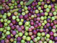 Agrolaguna: Urod maslina do 60% manji, no berba duža jer nedostaje radnika