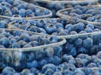 Poljoprivreda je avantura u kojoj svatko realan i pametan može uspjeti