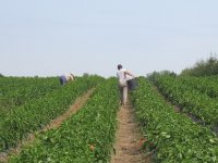 Za promociju poljoprivrednih proizvoda 183 milijuna kuna