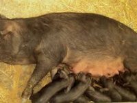 Populacija crne slavonske svinje u padu 20 posto