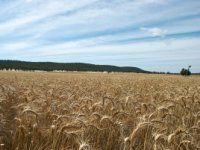 Dekanica: Stanje je najgore od Drugog svjetskog rata