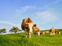 U šest godina broj je krava smanjen za više od 27.000