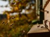 Zbog niskih temperatura upitna i prva ispaša pčela i med od bagrema