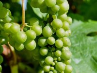 Nastao od autohtonog moslavca, pušipel je sorta koja ima golem gospodarski potencijal