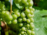 Vinogradari na zadarskom području u problemima; urod slabiji i do 40%