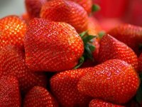 Bili smo u berbi jagodice purgerice: 'Ovo što radimo je ludost! Gradonačelnika ne zanimaju jagode'