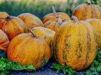 Dragutin Vincek: Vrijeme je da Varaždinsko bučino ulje zaživi na znanstvenom tržištu