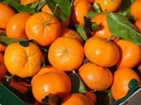 Zahuktala se berba mandarina u Neretvanskoj dolini, radnika nema ni za lijek