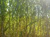 Kod Slatine započela sadnja biljke  miscanthus za proizvodnju celuloze