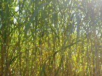 Kod Slatine započela sadnja biljke  miscanthus za proizvodnju celuloze