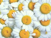 Berba kamilice u punom jeku: Prugovečki je s razlogom siju gotovo 40 godina