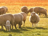 Obitelj košarkaša Jerkova proizvodit će u Lici gnojivo od ovčje vune
