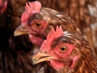 Za unaprjeđenje uzgoja izvornih pasmina peradi osigurano milijun i pol kuna