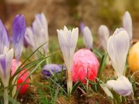 Pojest će se 1700 tona šunke i 30 milijuna jaja