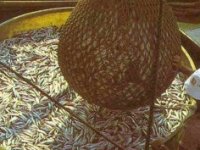 Mirni zabranjen izvoz ribe u EU zbog previsokog stropa