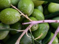 Na Ugljanu obnovio 400 godina stari maslinik i - pobijedio sušu!