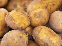 Lički krumpir, kupus i luk s 900 metara nadmorske visine