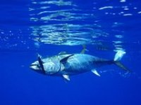 Gotovina ulaže u hladnjaču 15 milijuna kuna