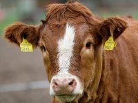 Vlajčić predstavio mjere pomoći stočarima Šibensko-kninske županije